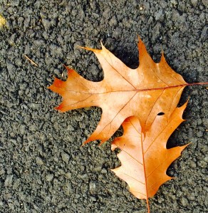 leaves in the fall on macadam