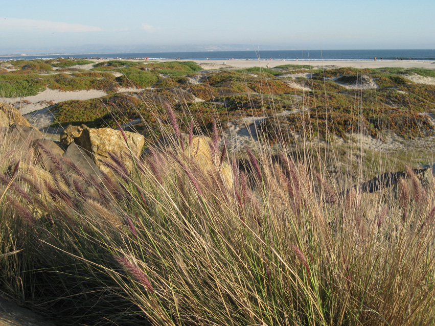 Coronado Beach
