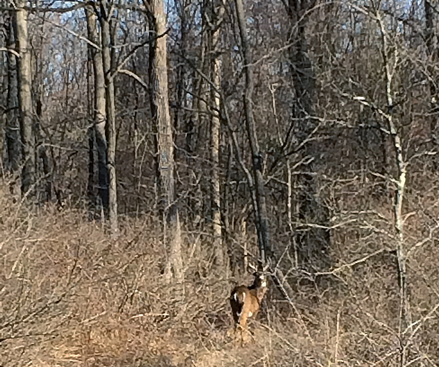 Stag