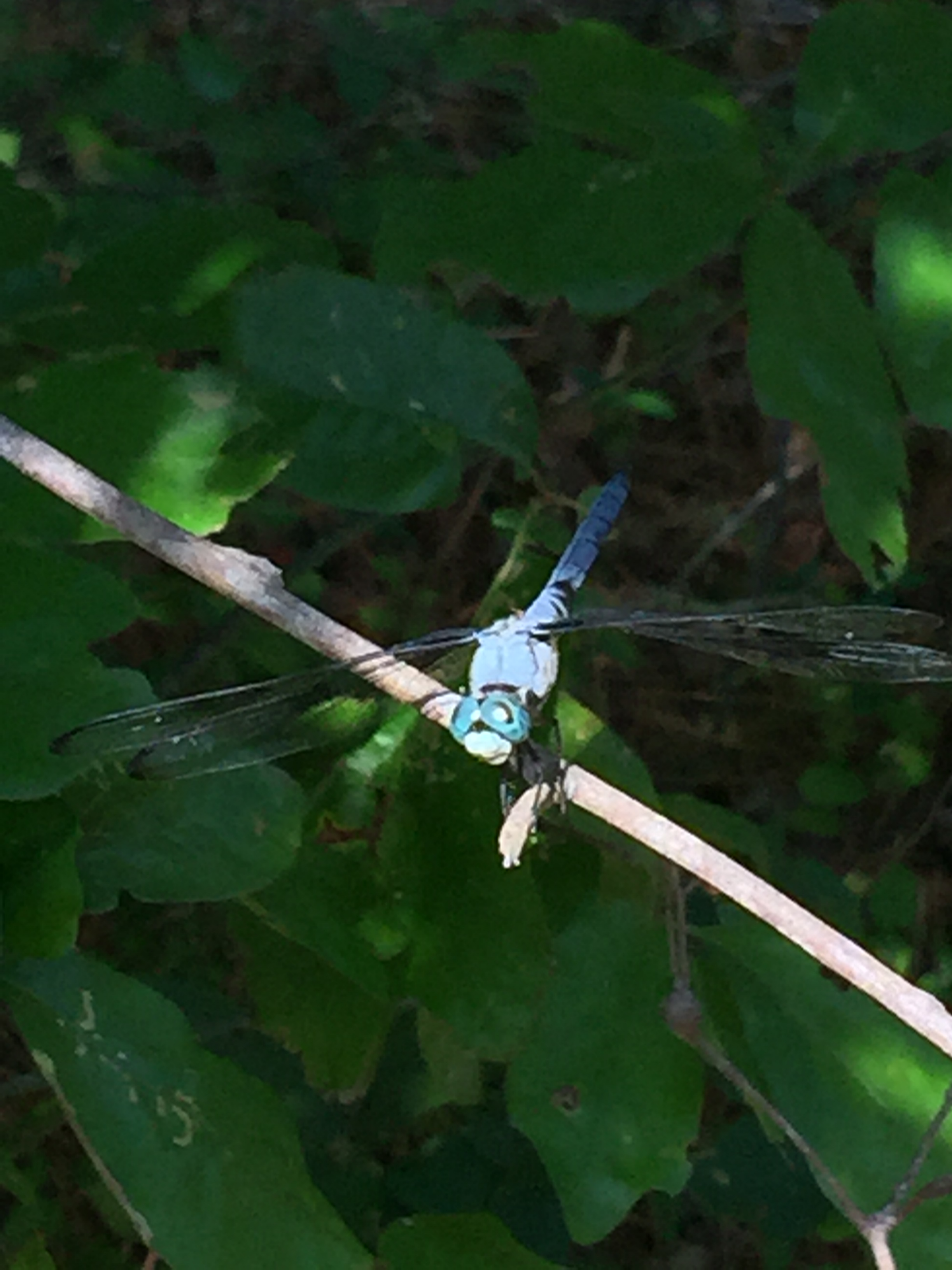 Dragonfly