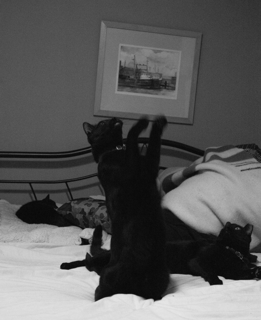 WuTu, a black cat on his hind legs catching a picture.