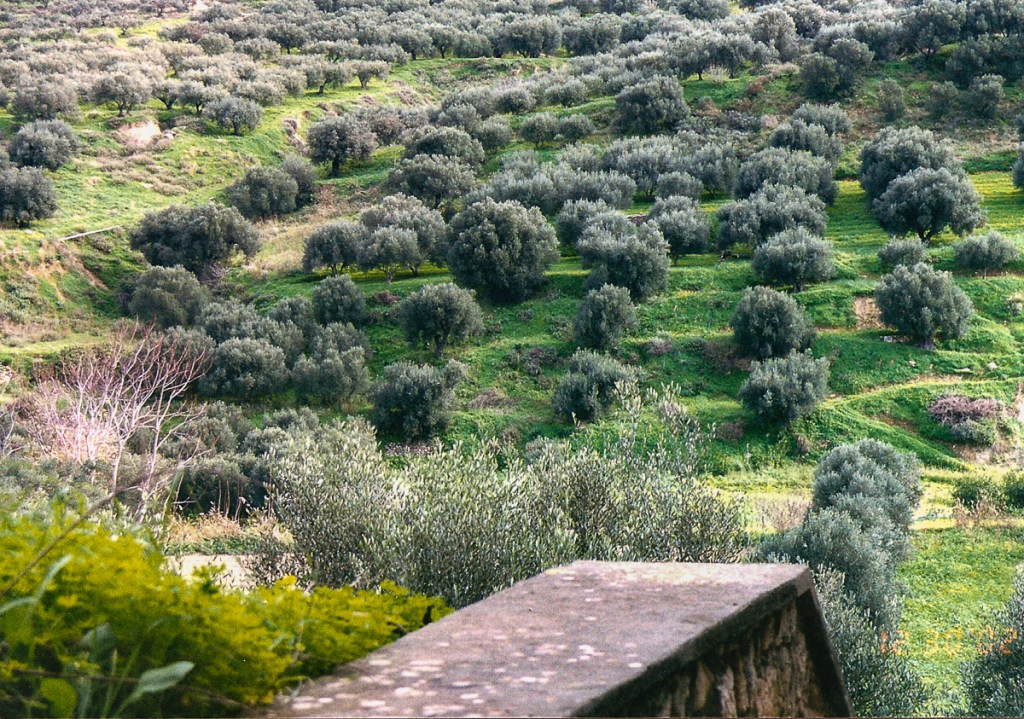 View of the ruins of the palace walls.