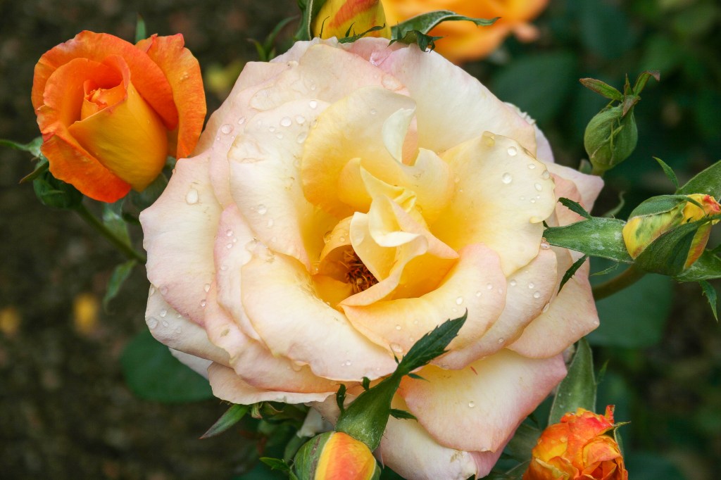 FOTD – Yellow&nbsp;Rose